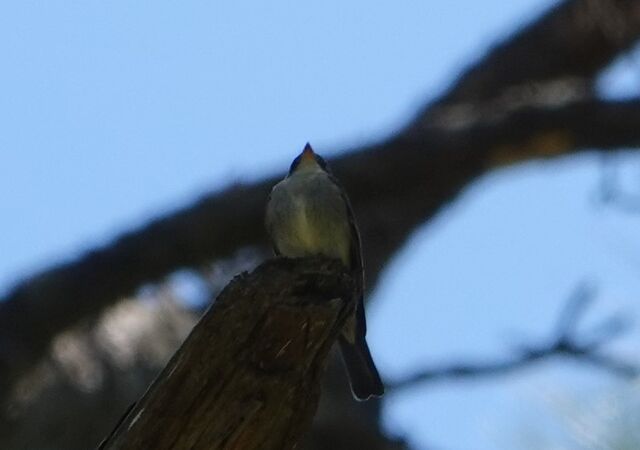 Eastern Wood-Pewee