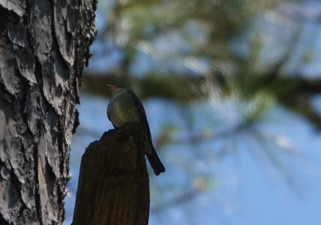 Eastern Wood-Pewee