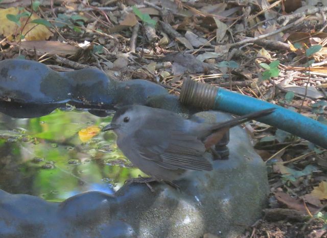 Gray Catbird