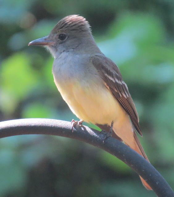 Great Crested Flycatcher