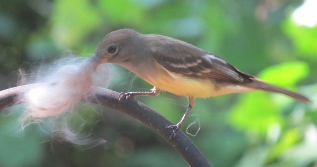 Great Crested Flycatcher