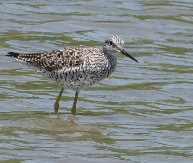 Greater Yellowlegs