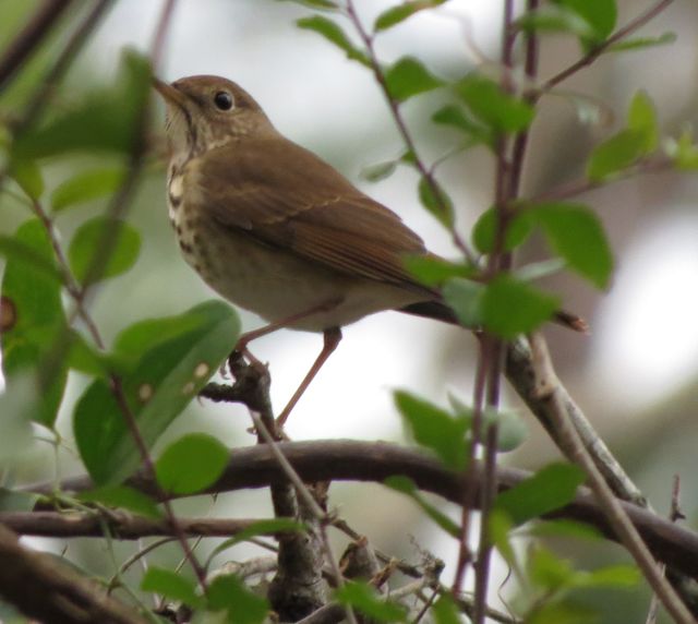 Hermit Thrush