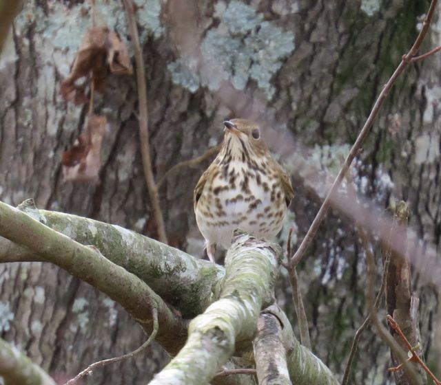 Hermit Thrush