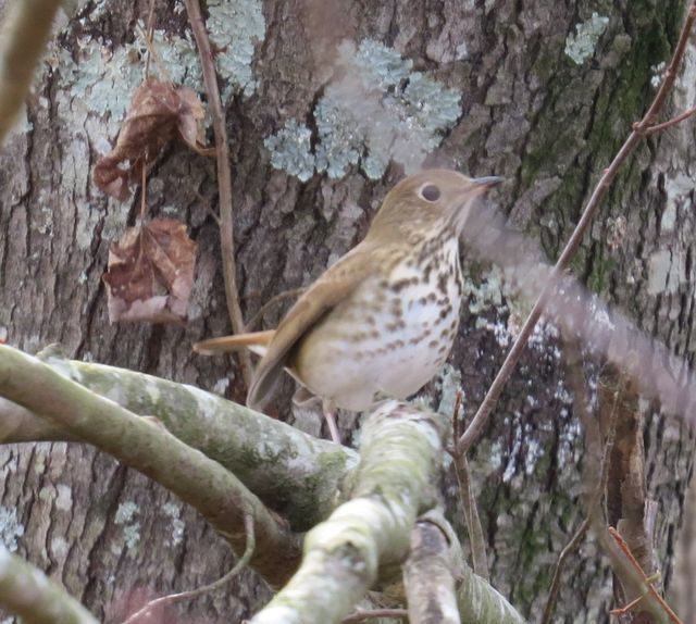 Hermit Thrush