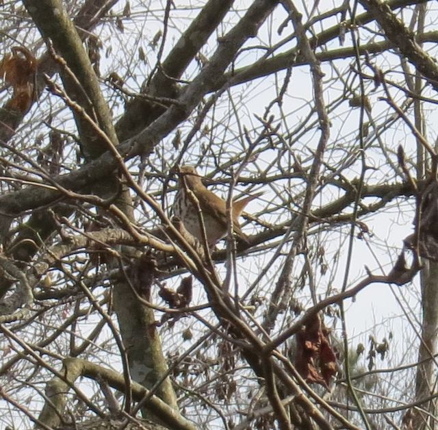 Hermit Thrush