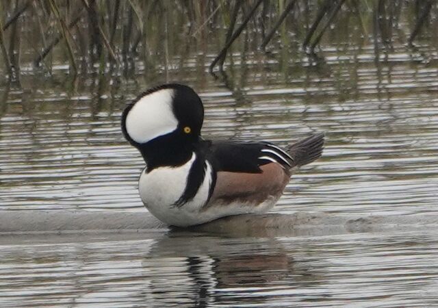 Hooded Merganser