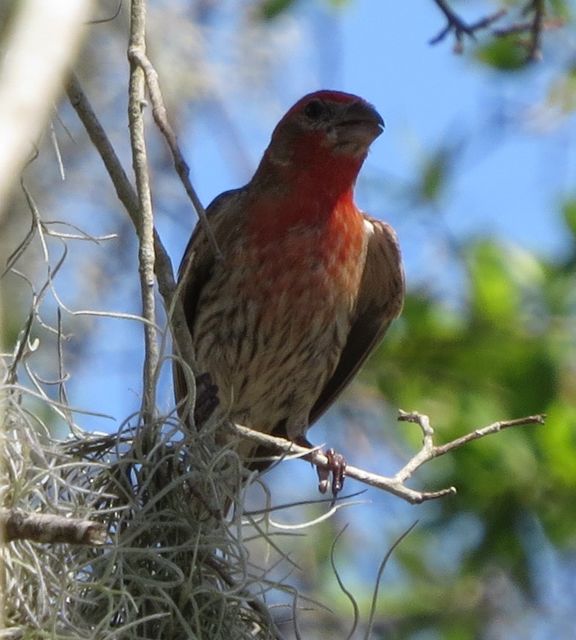 House Finch