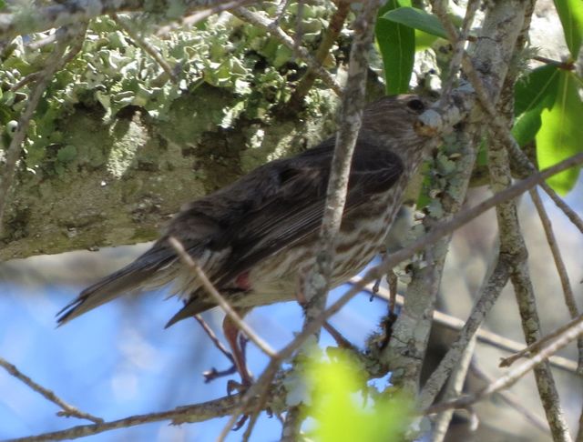 House Finch