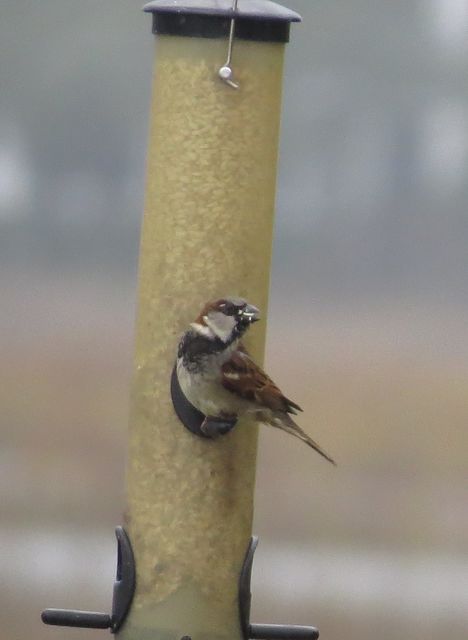 House Sparrow