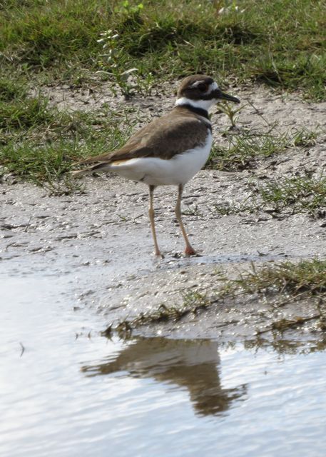 Killdeer