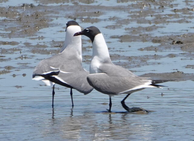 Laughing Gull