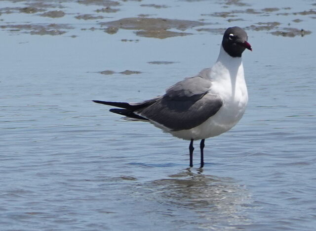 Laughing Gull