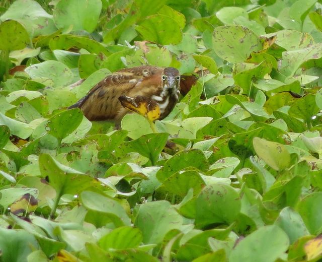 Least Bittern