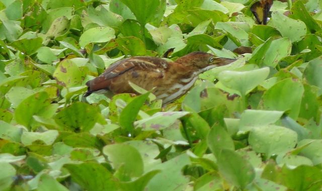 Least Bittern