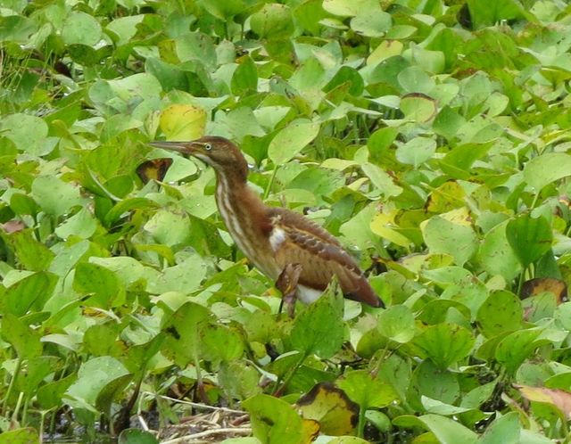 Least Bittern