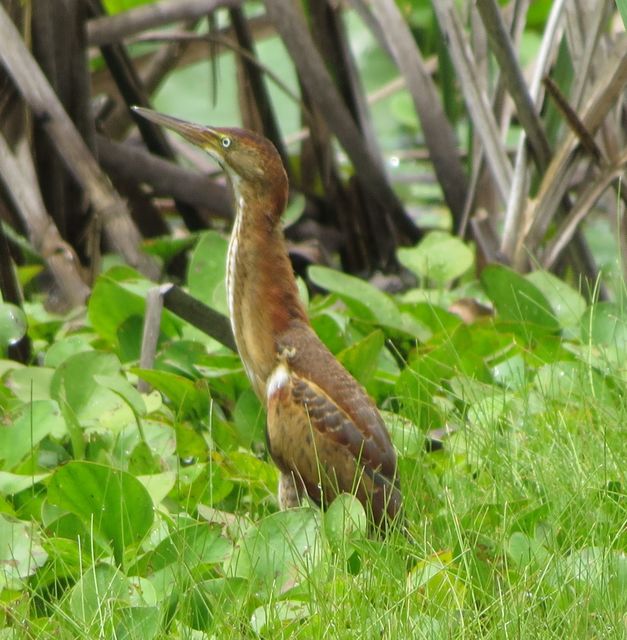 Least Bittern