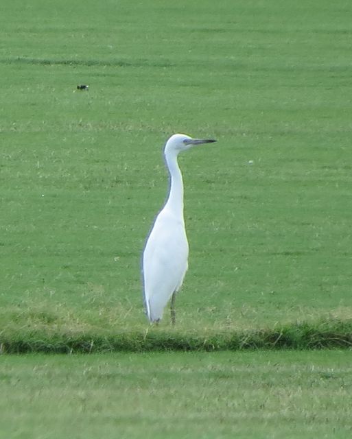 Little Blue Heron