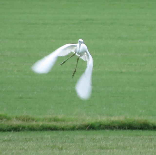 Little Blue Heron