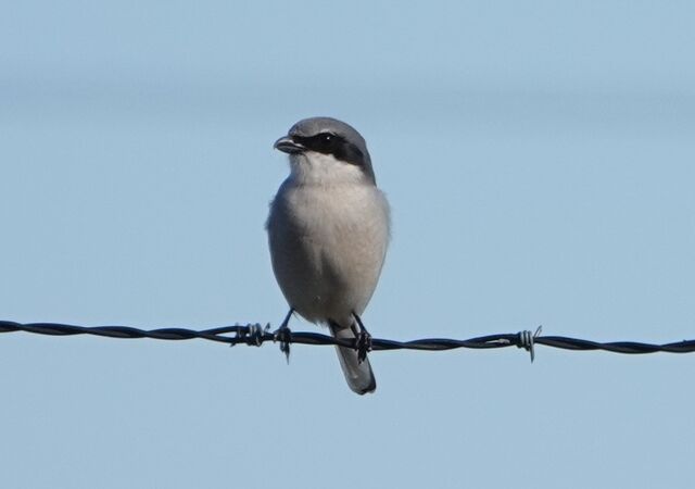 Loggerhead Shrike