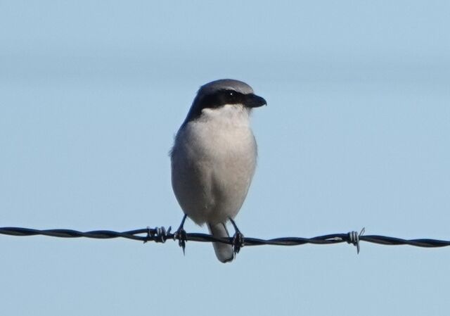 Loggerhead Shrike