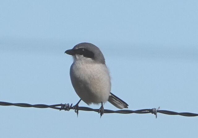 Loggerhead Shrike