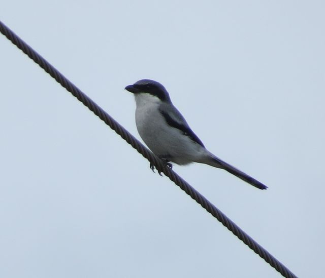 Loggerhead Shrike