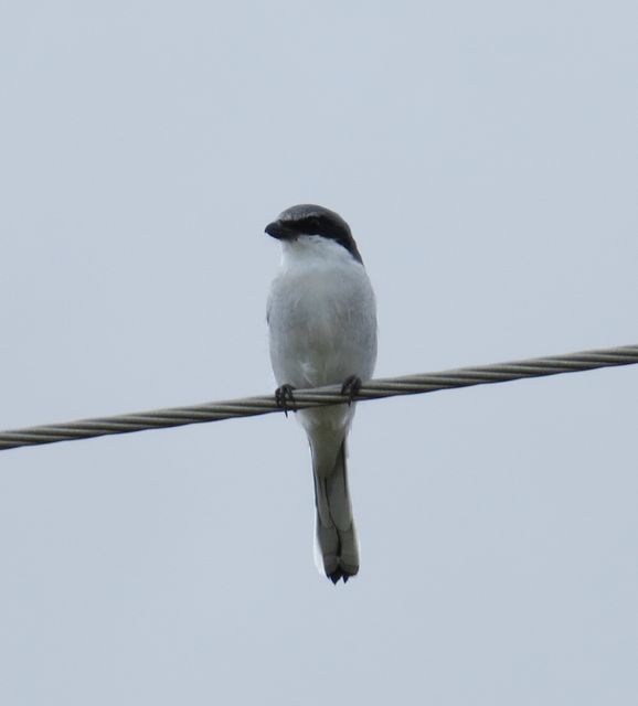 Loggerhead Shrike