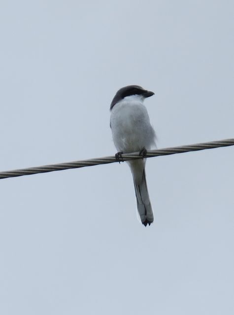 Loggerhead Shrike