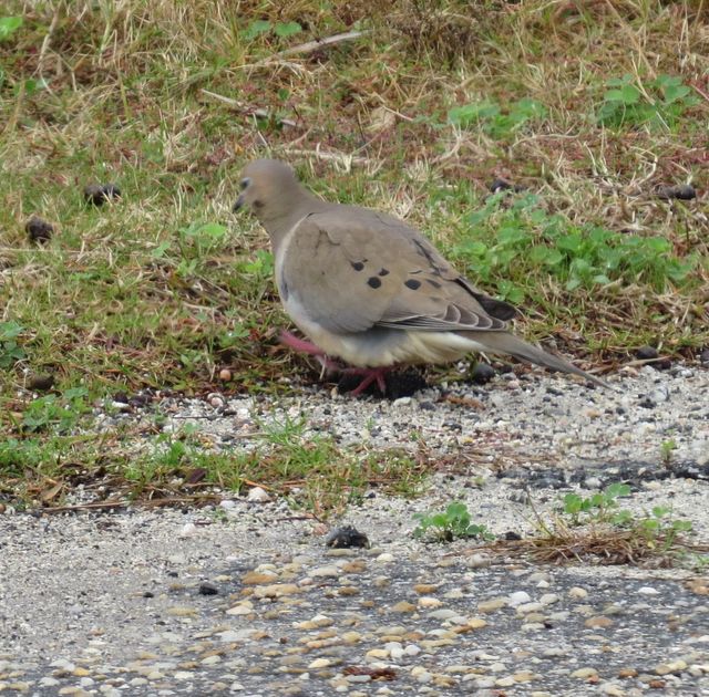 Mourning Dove