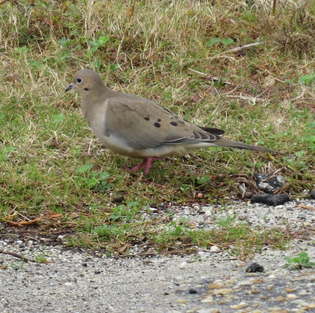 Mourning Dove