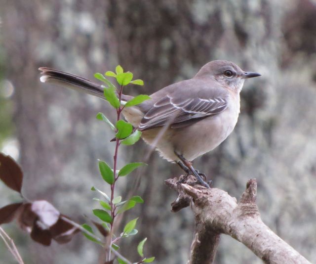 Northern Mockingbird