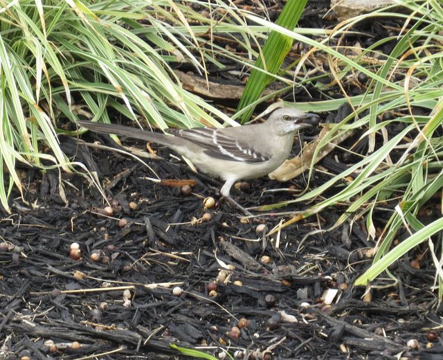 Northern Mockingbird