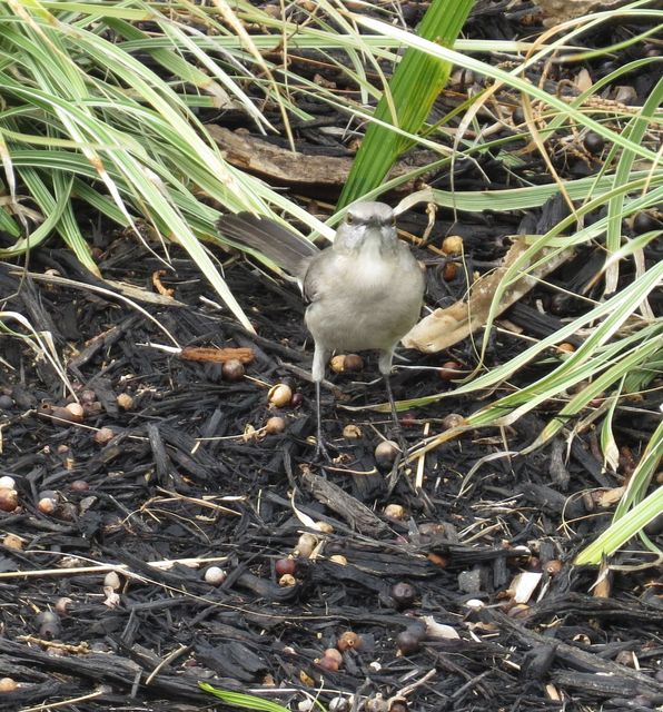 Northern Mockingbird