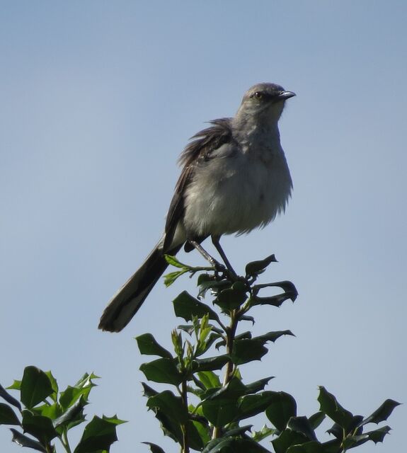 Northern Mockingbird