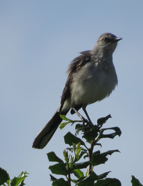 Northern Mockingbird