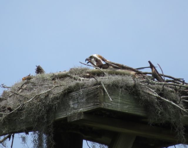 Osprey