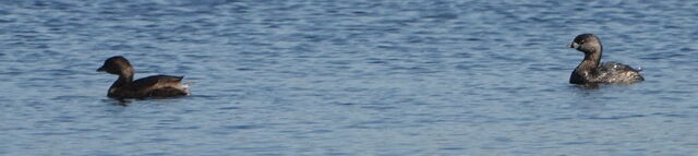 Pied-billed Grebe