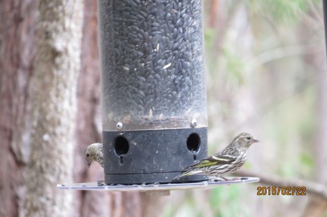 Pine Siskin