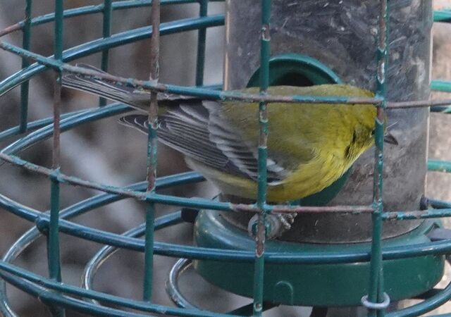 Pine Warbler