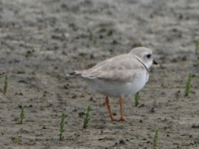 Piping Plover