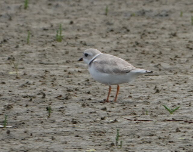 Piping Plover