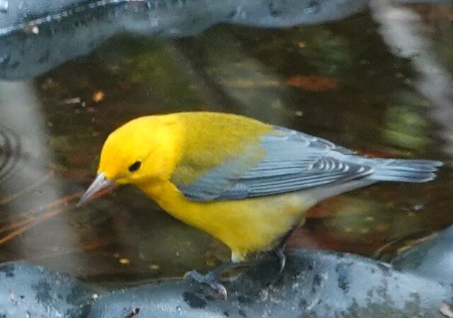 Prothonotary Warbler