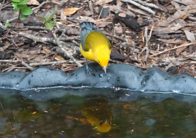 Prothonotary Warbler