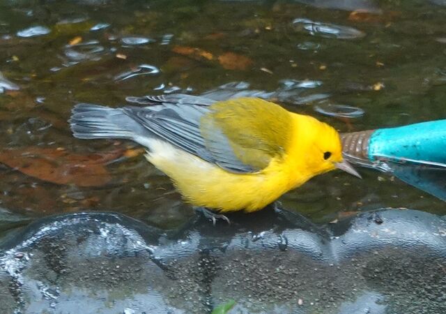 Prothonotary Warbler