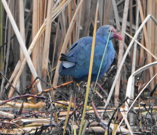 Purple Swamphen