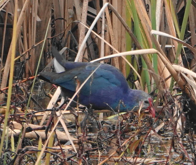 Purple Swamphen