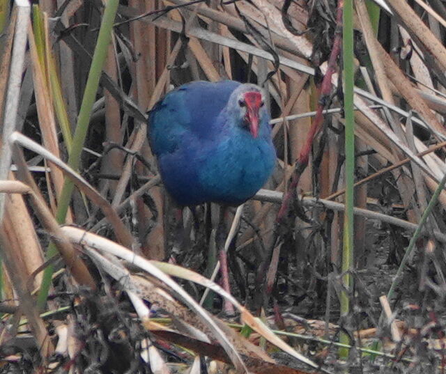 Purple Swamphen