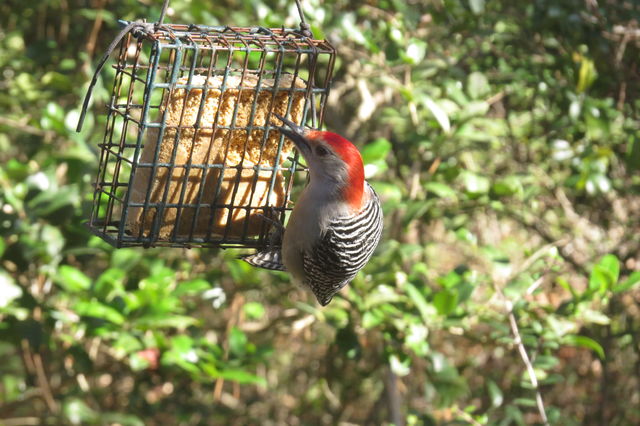 Red-bellied Woodpecker