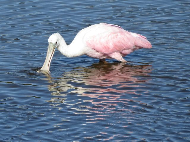 Roseate Spoonbill